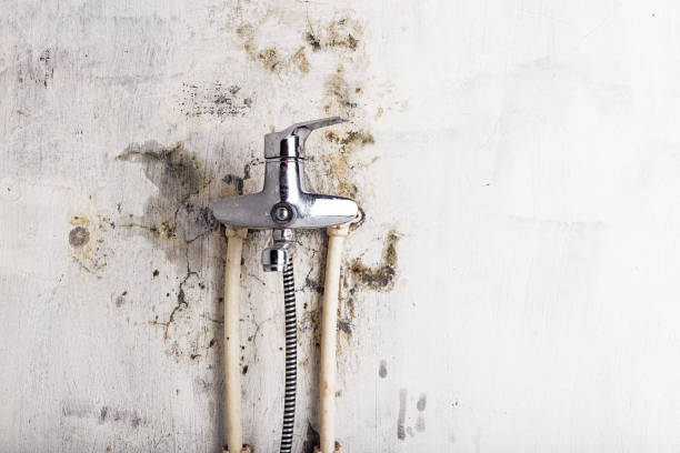 Best Mold Removal and Inspection  in Bodfish, CA