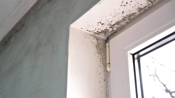 Best Local Mold Removal Service  in Bodfish, CA