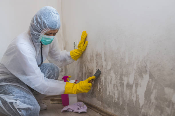 Mold Removal and Inspection in Bodfish, CA
