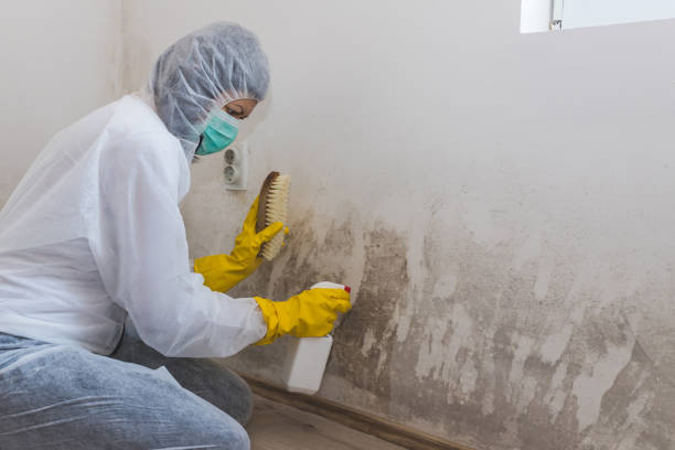 Best Toxic Mold Removal  in Bodfish, CA
