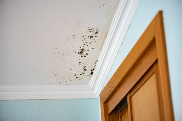Best Certified Mold Removal  in Bodfish, CA