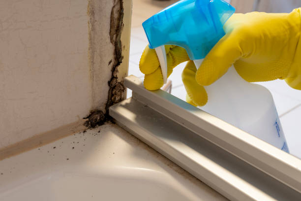 Best Crawl Space Mold Removal  in Bodfish, CA