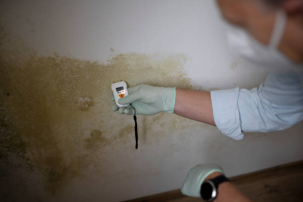 Best Commercial Mold Removal  in Bodfish, CA