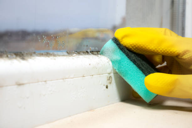Best Toxic Mold Removal  in Bodfish, CA