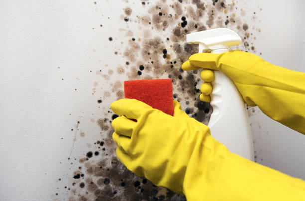 Best Mold Damage Repair  in Bodfish, CA