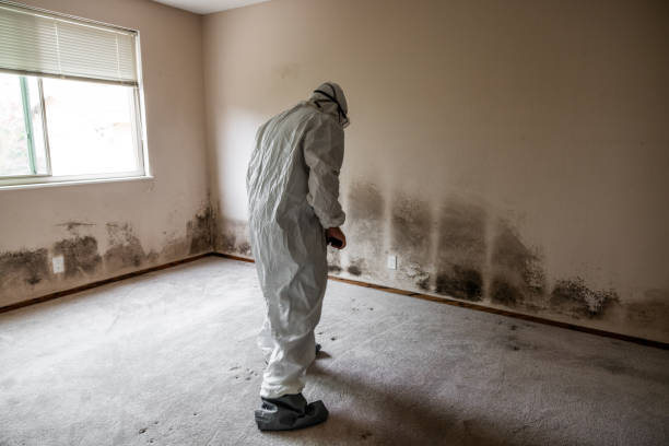 Office Mold Removal Services in Bodfish, CA