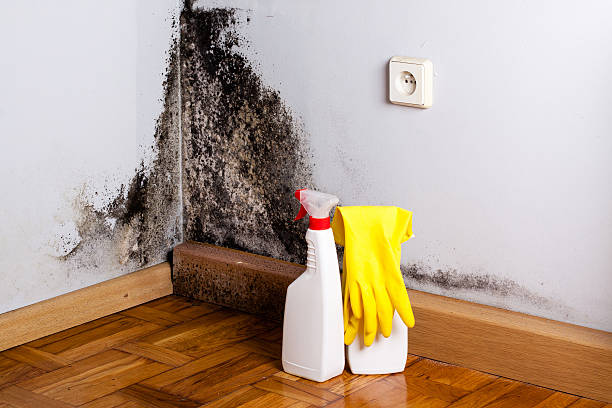 Best Attic Mold Removal  in Bodfish, CA