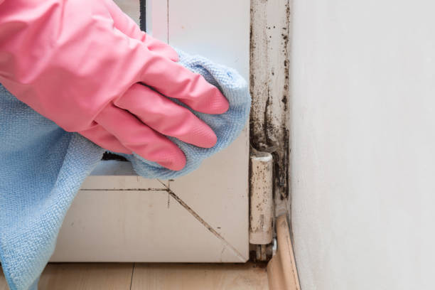 Best Mold Remediation  in Bodfish, CA