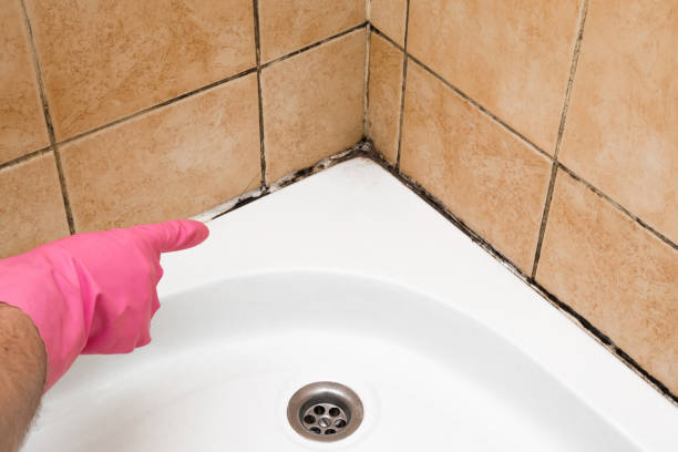 Best Best Mold Removal Companies  in Bodfish, CA